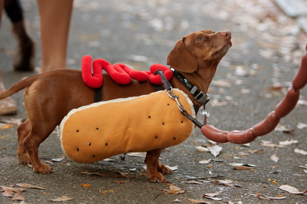 韓国の犬食文化の現状 今でも犬を食べるの 韓国人がリポート Howtravelマガジン