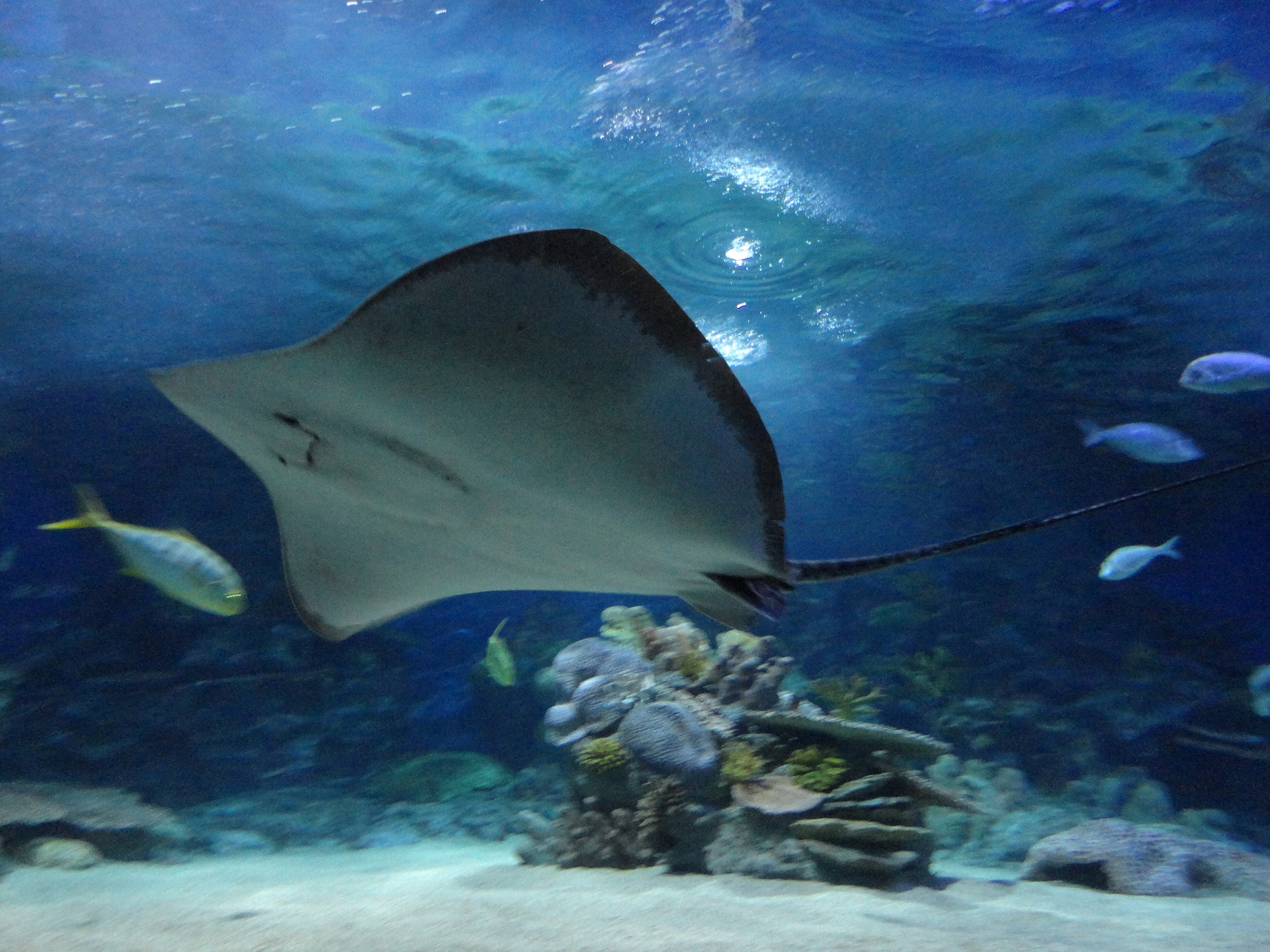 イスタンブール水族館 フロリヤ の観光情報 料金 行き方 営業時間 Howtravel
